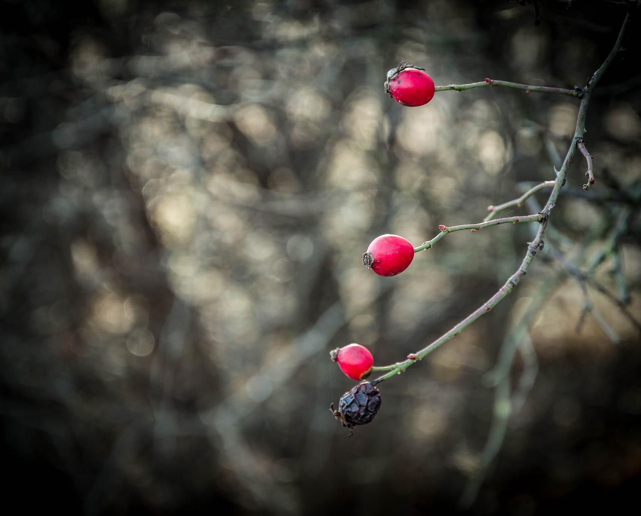 red berry rosehips free photo