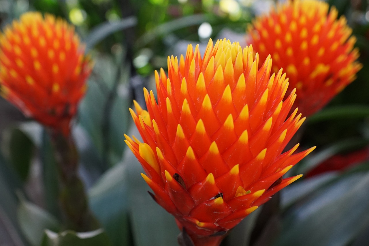 red orange flower free photo