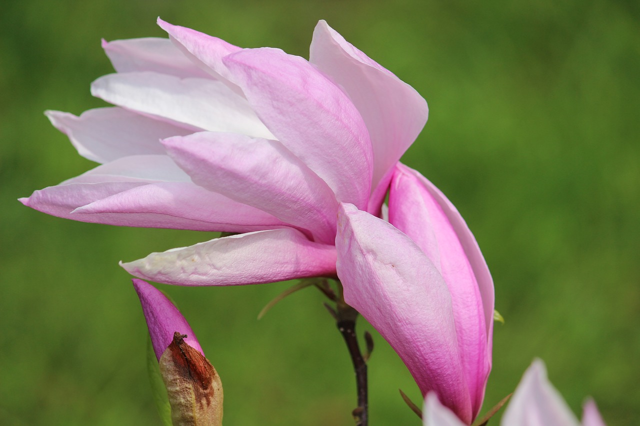 red magnolia blossom free photo