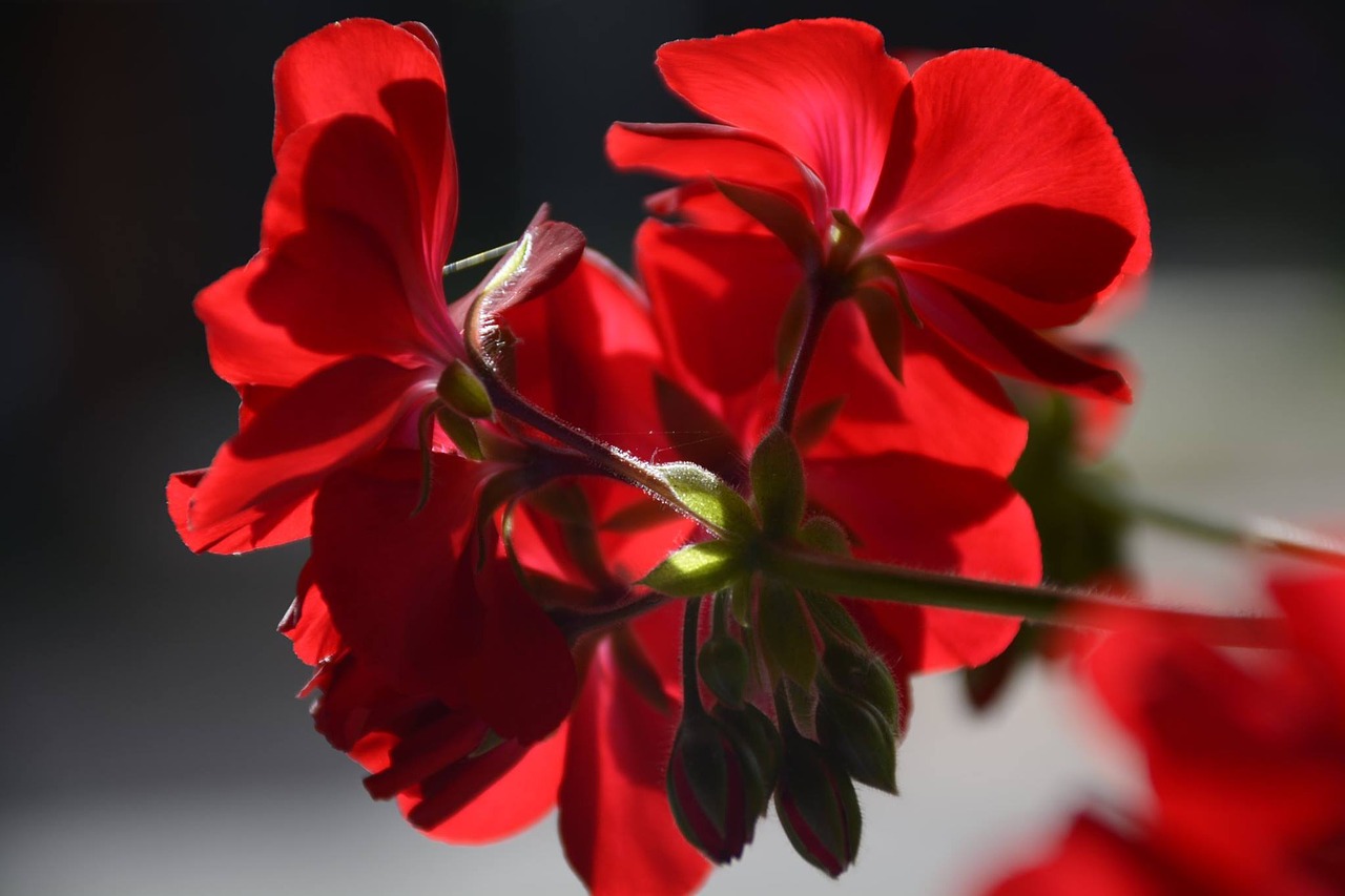 red flower geranium free photo