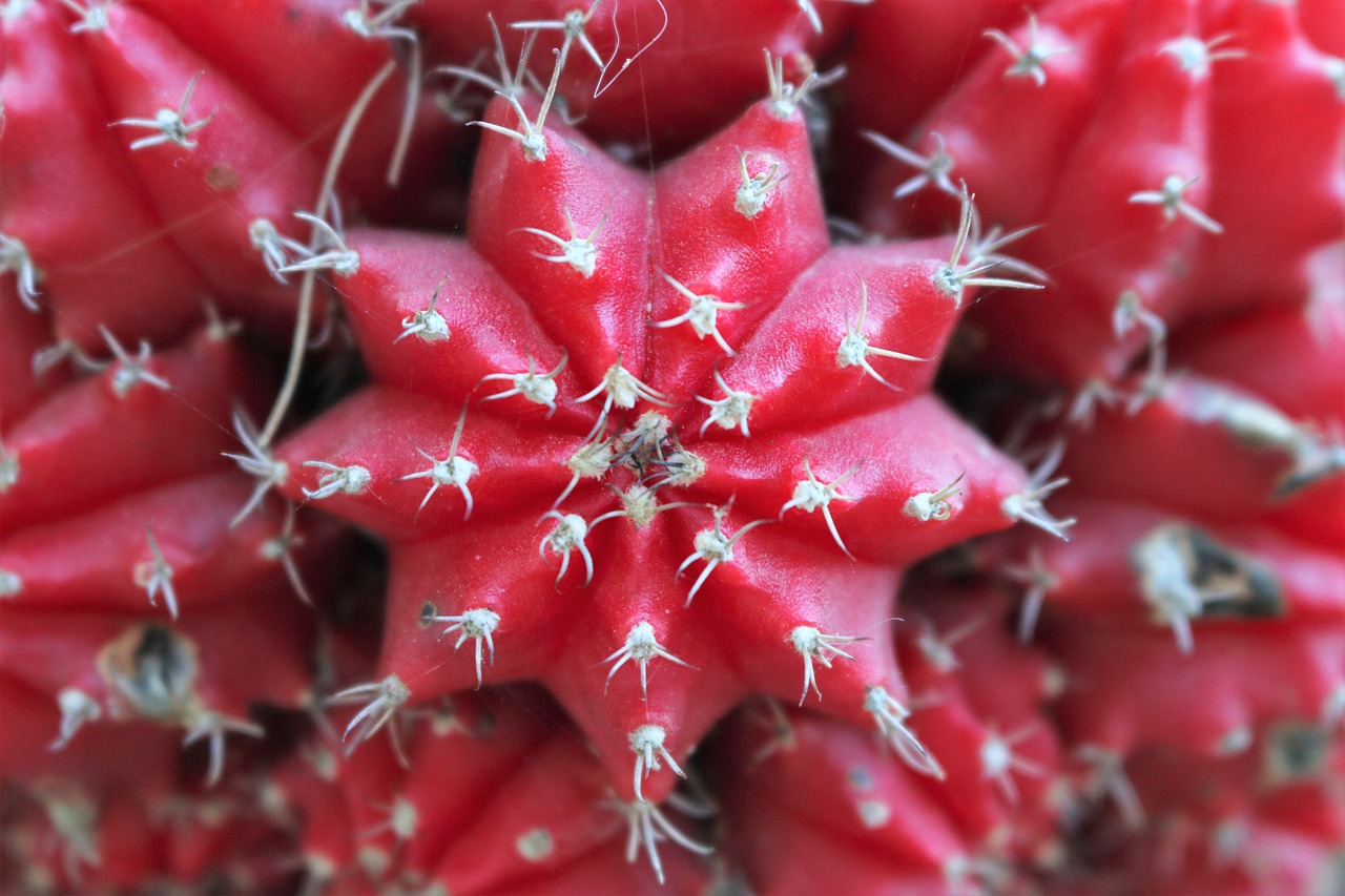 red cactus geometry free photo