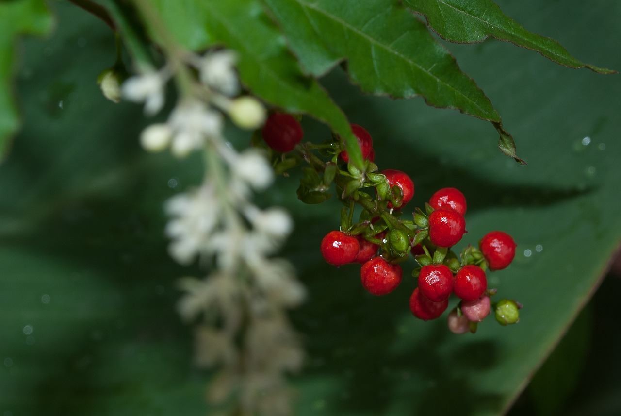 red plant nature free photo