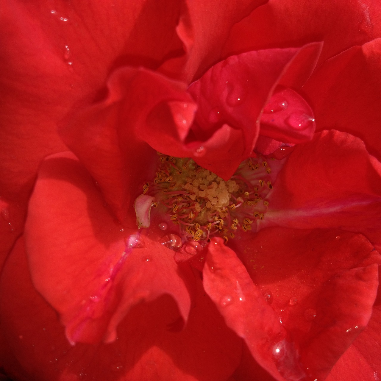 red rosa flower free photo