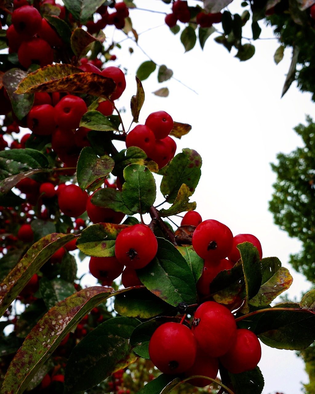 red plant autumn free photo