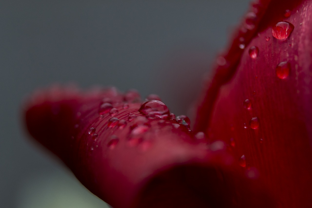 red flower rain drops free photo