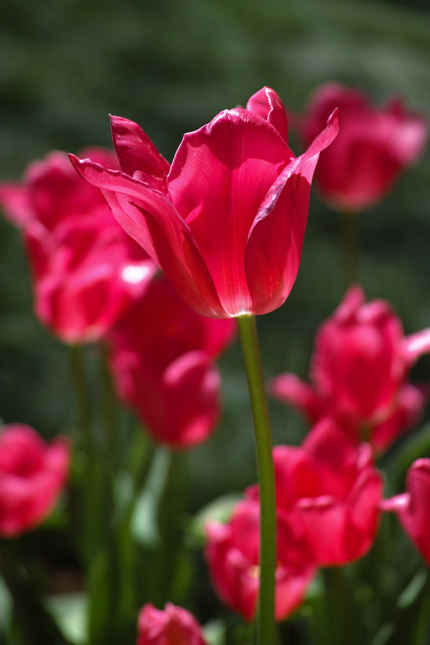 red flower tulips free photo