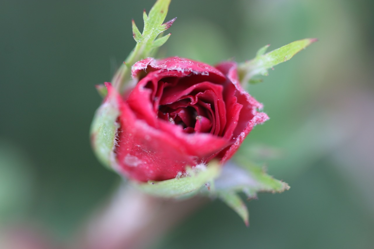 red rose garden free photo