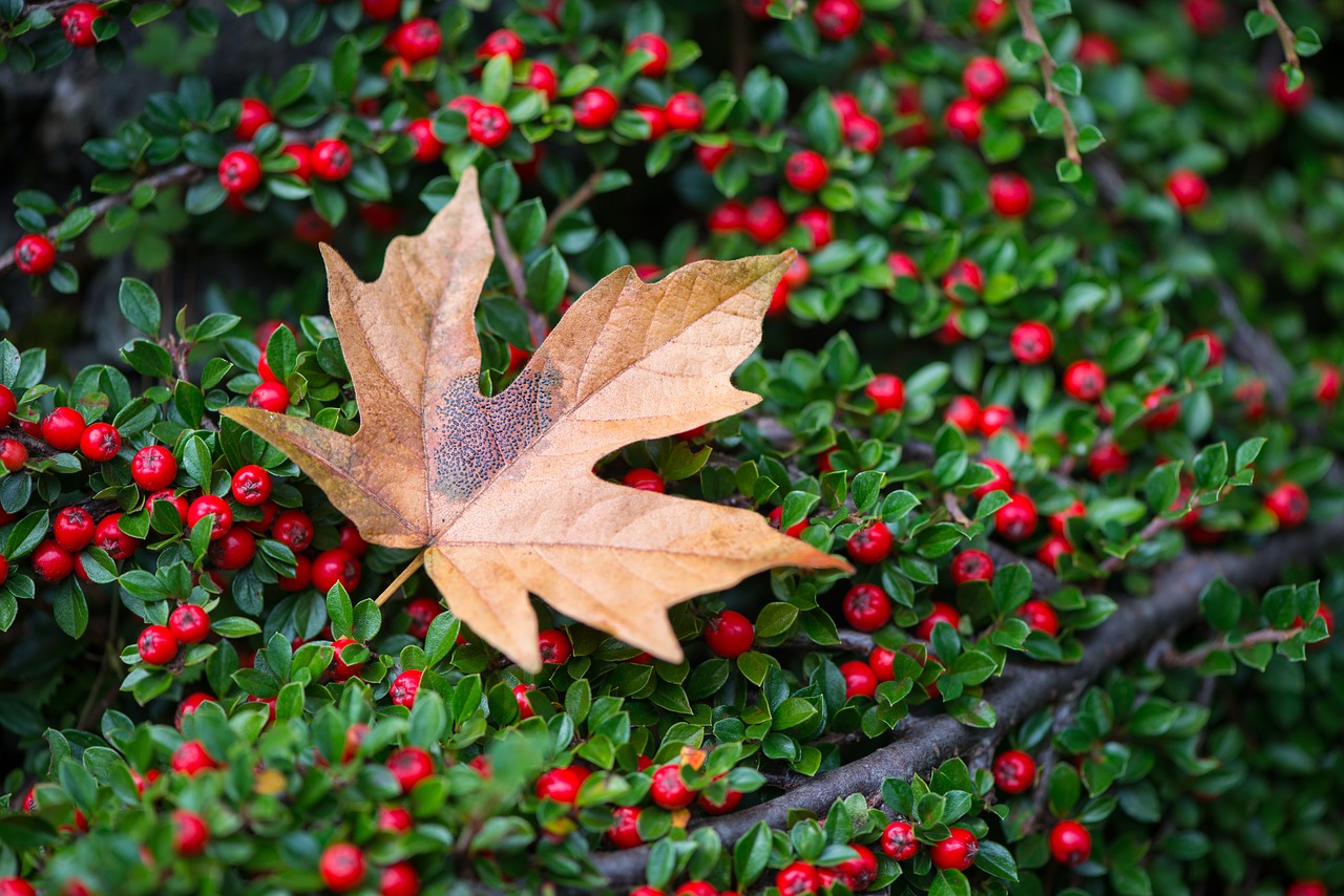 red berries leaf free photo