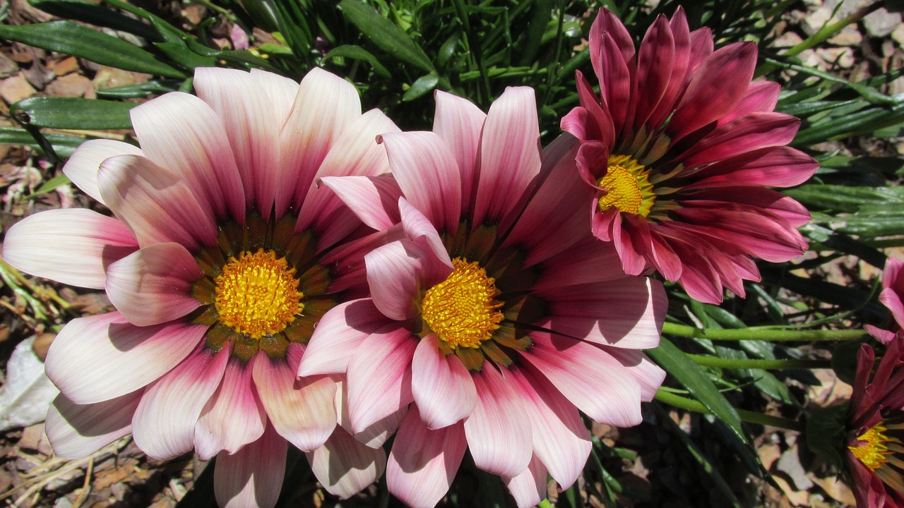 red sun daisies free photo