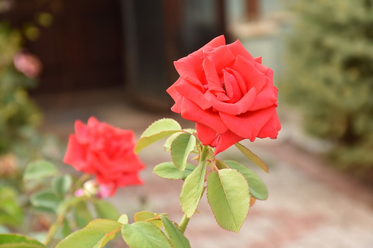 red rose photo free photo