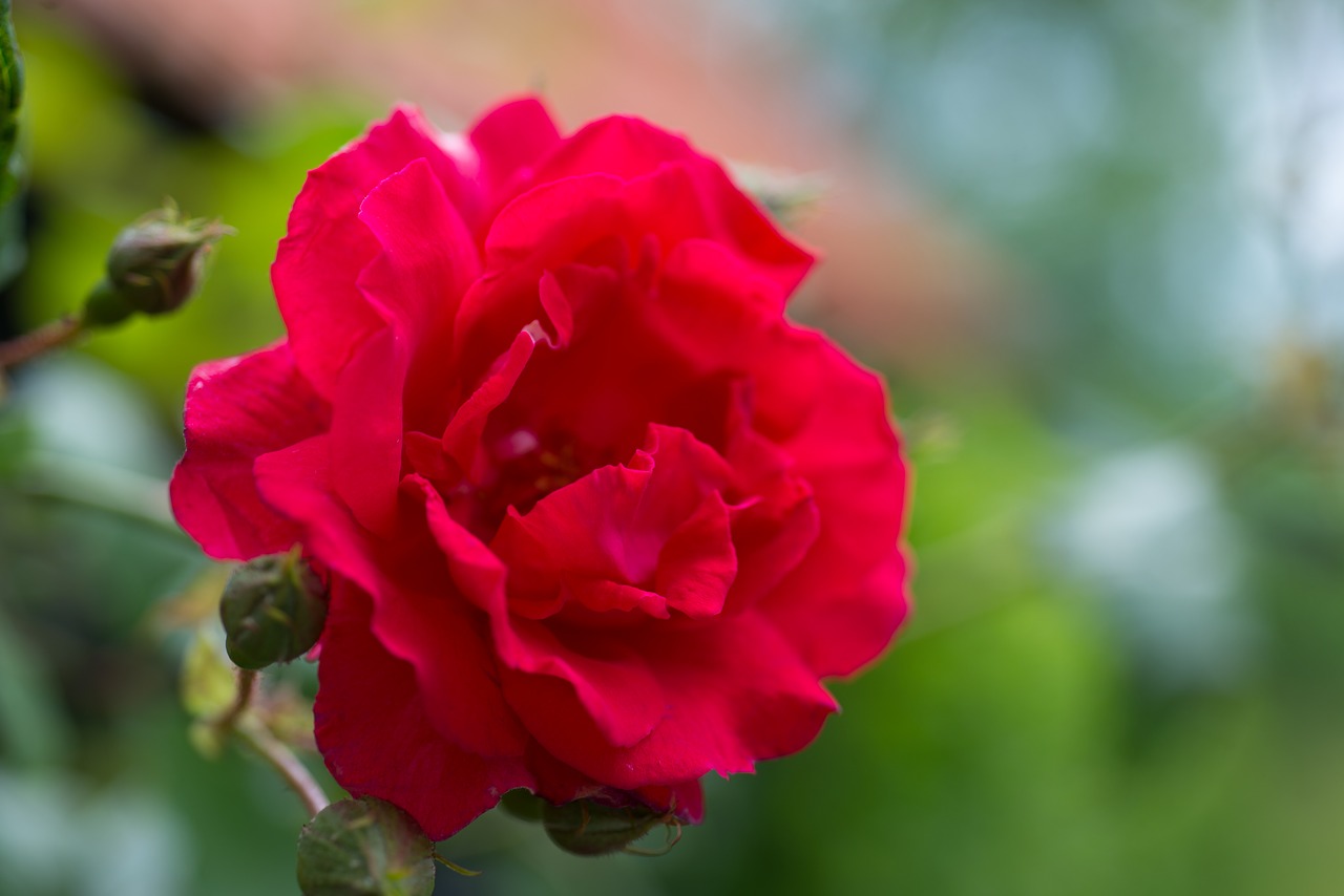 red rose close up free photo