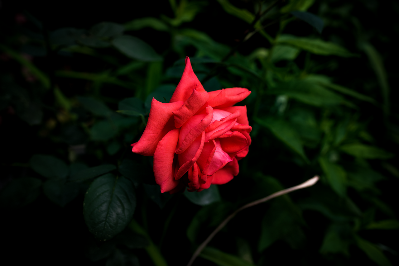 red flower rose free photo