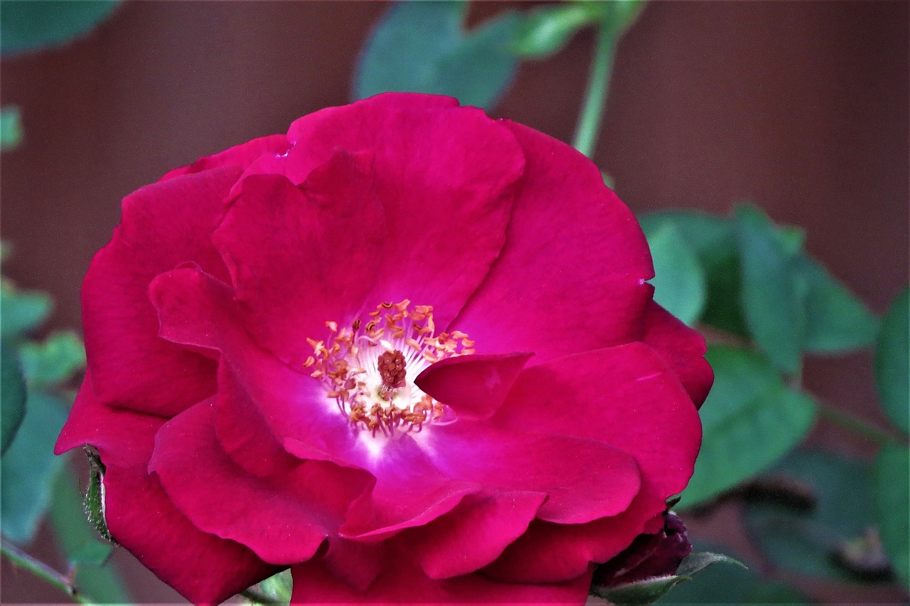 red rose blossom free photo