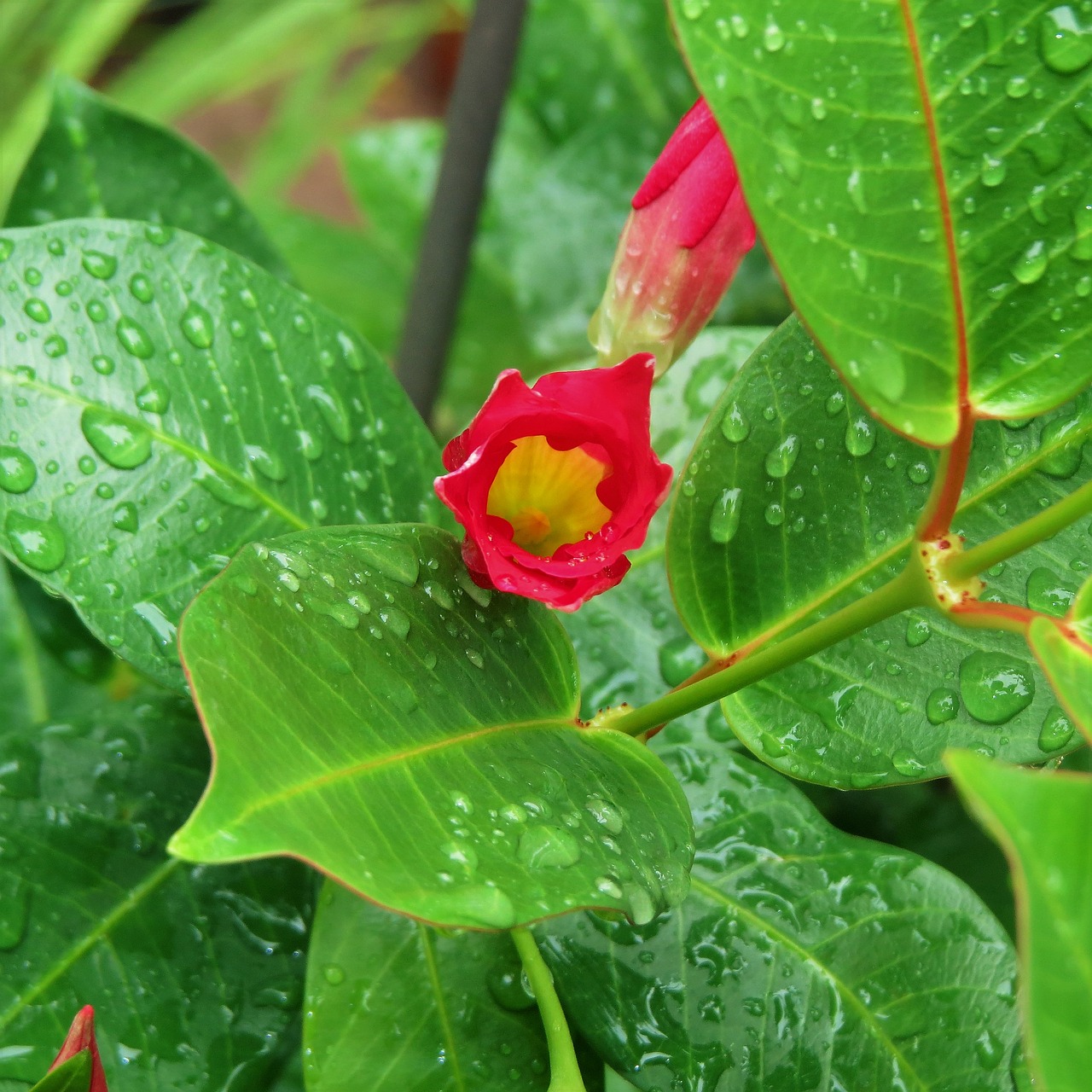 red bud green vine free photo