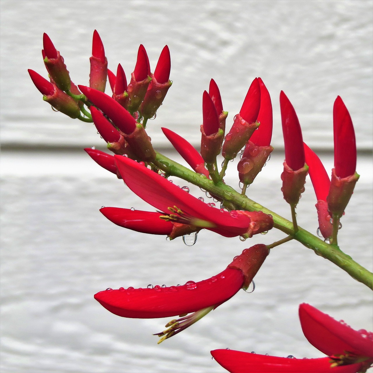 red flower firecracker plant free photo