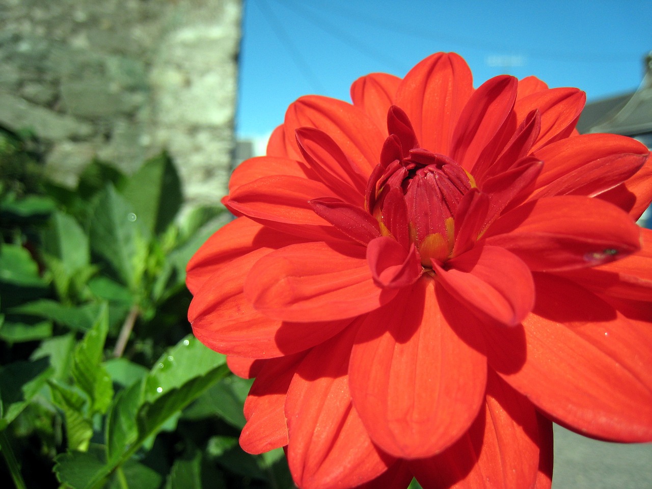 red flower nature free photo