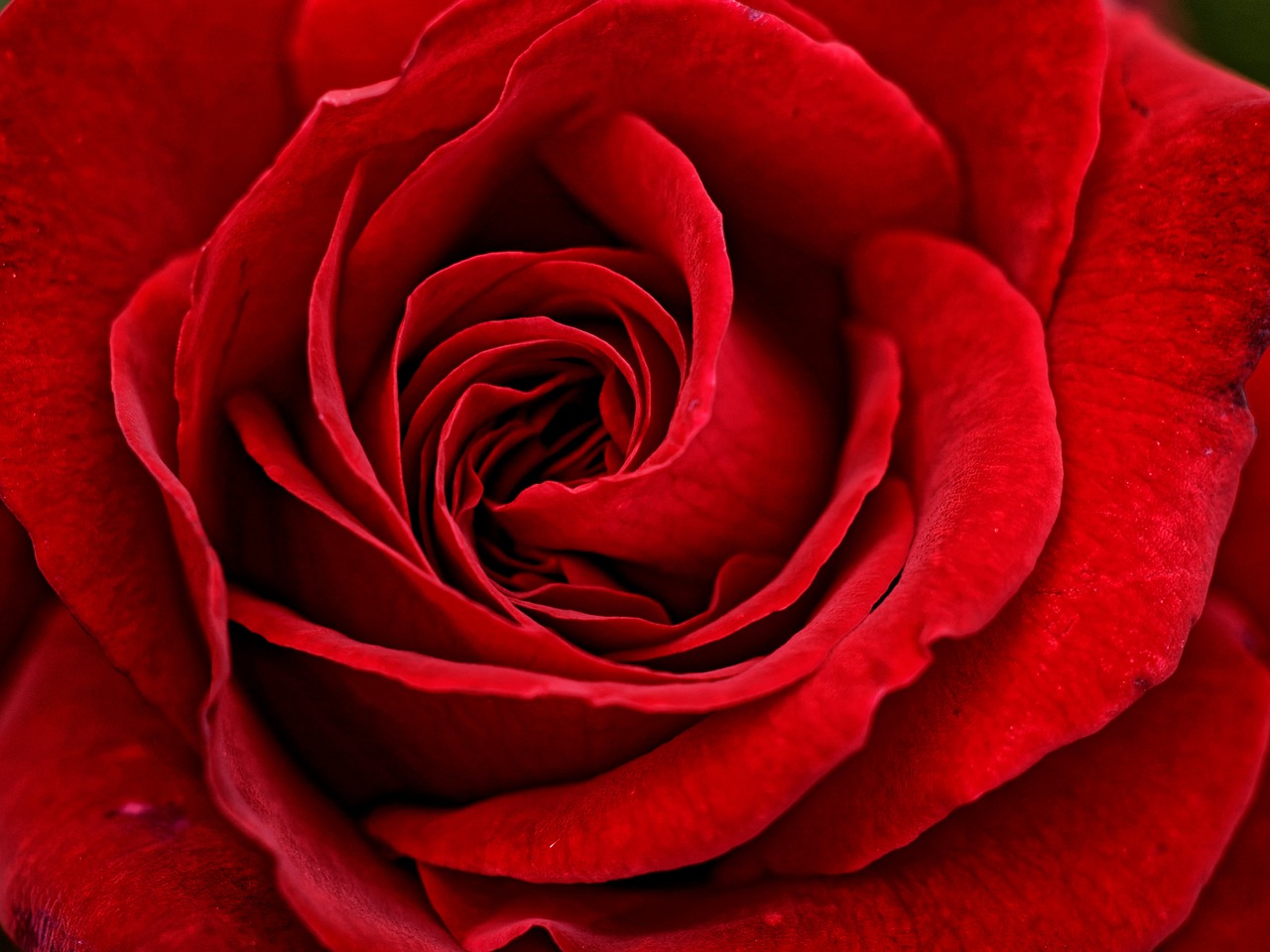 red rose flower free photo