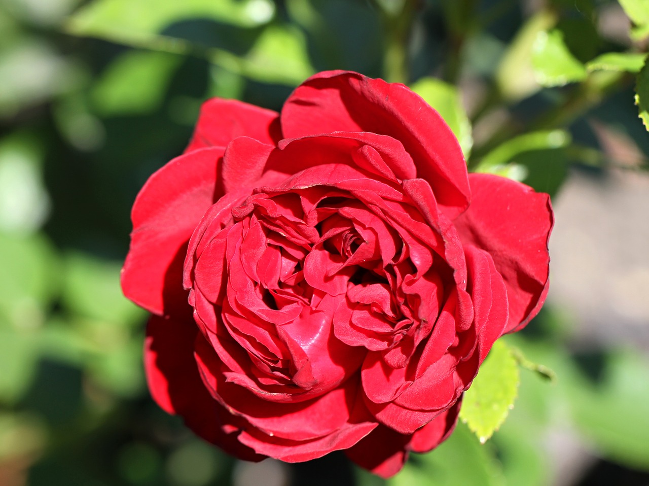 red rose red rose free photo