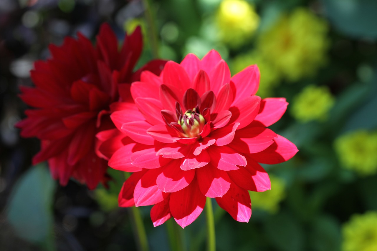 red flower dahlia free photo