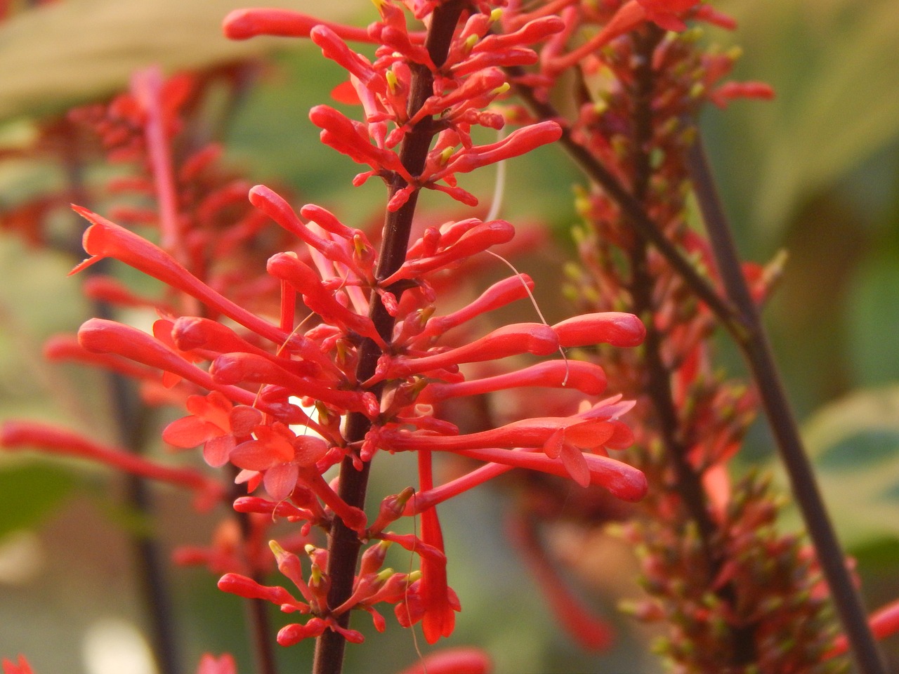 red red flowers red flower free photo