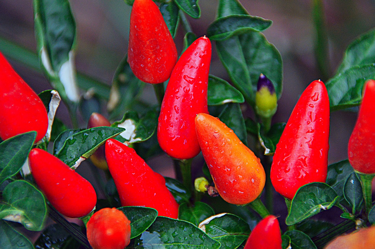 red pepper vegetables free photo