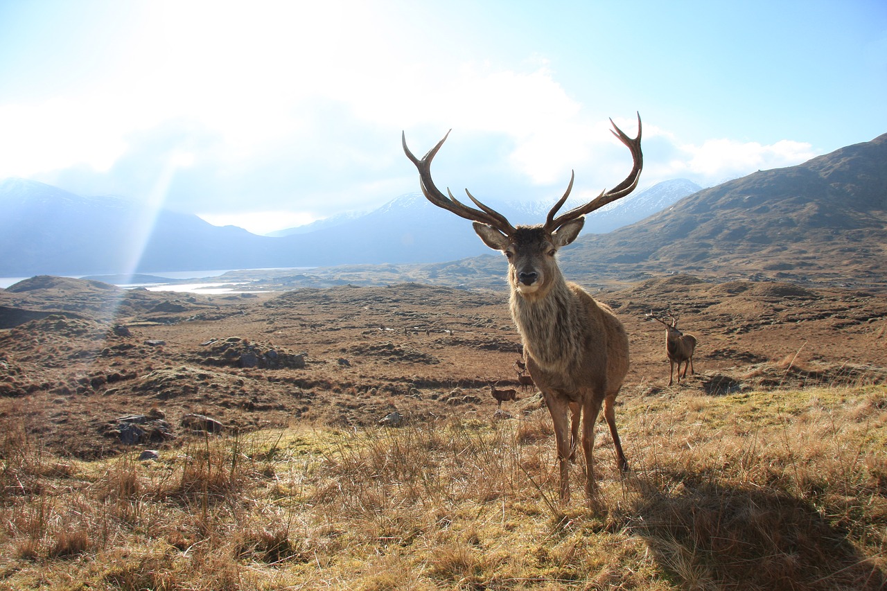 red deer stag2 free photo