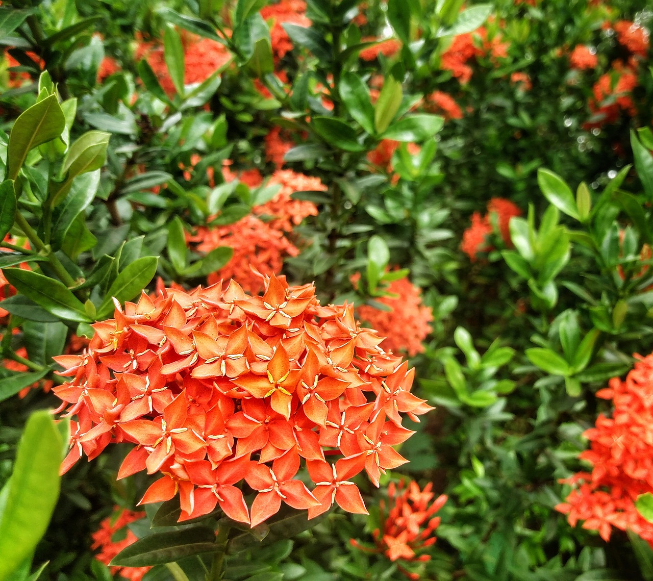 red flower floral free photo