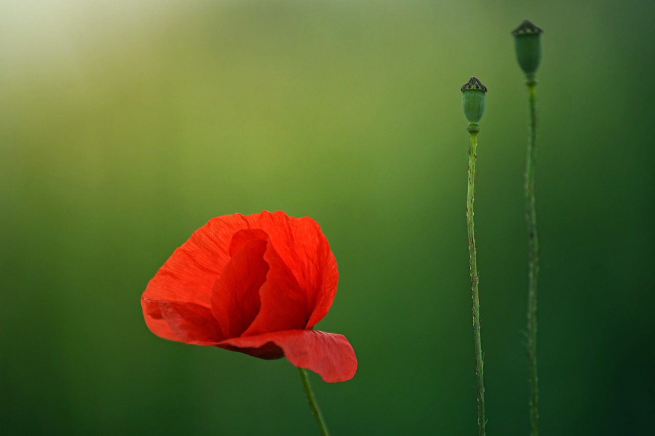 red petal flower free photo