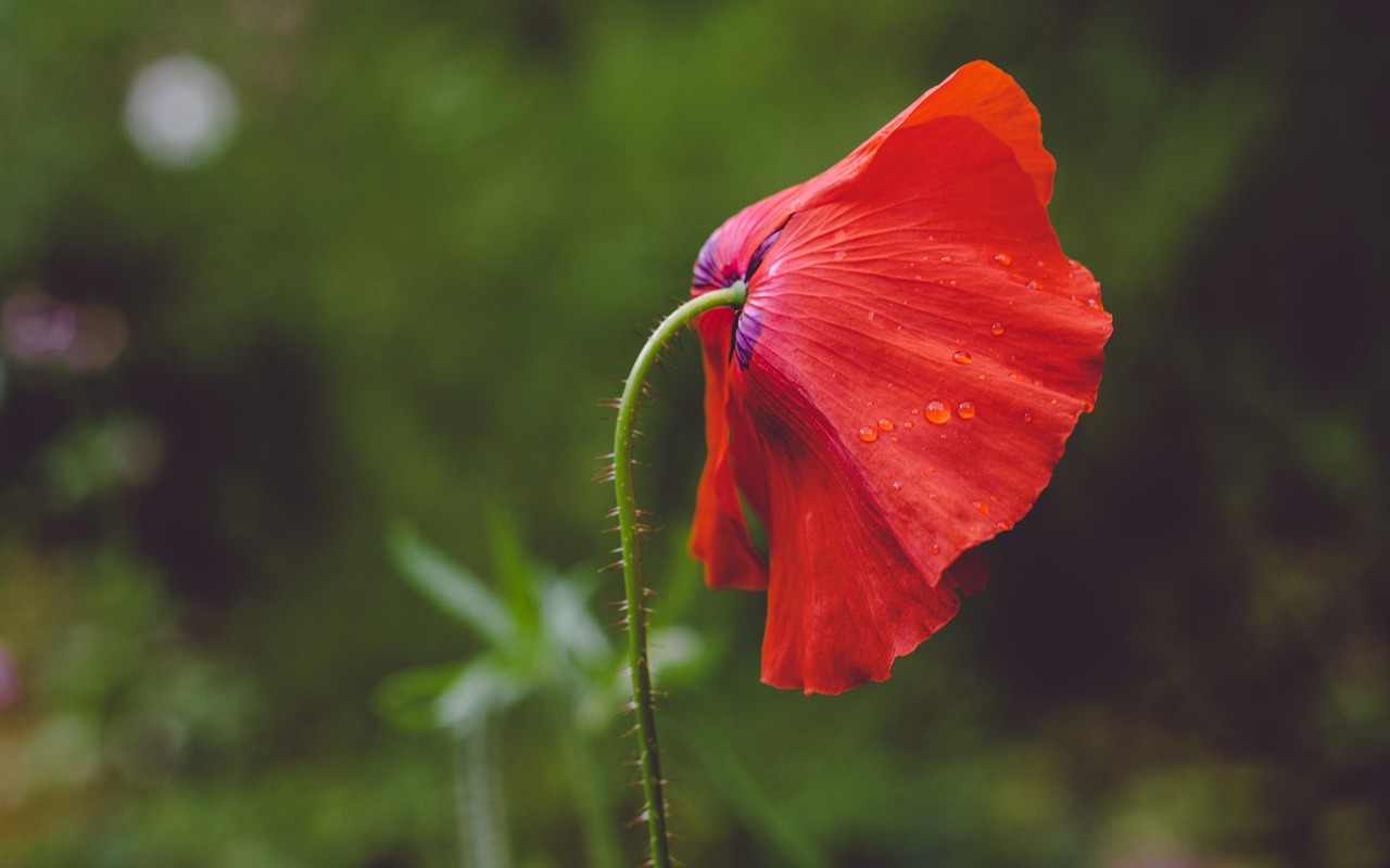 red petal flower free photo