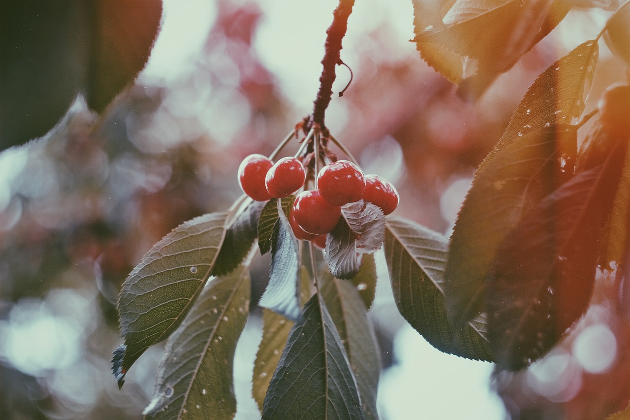 red fruit cherry free photo