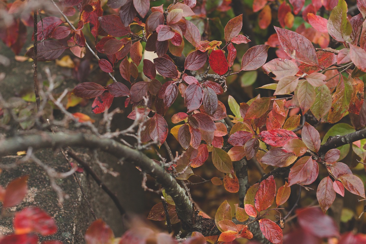 red leaves branch free photo