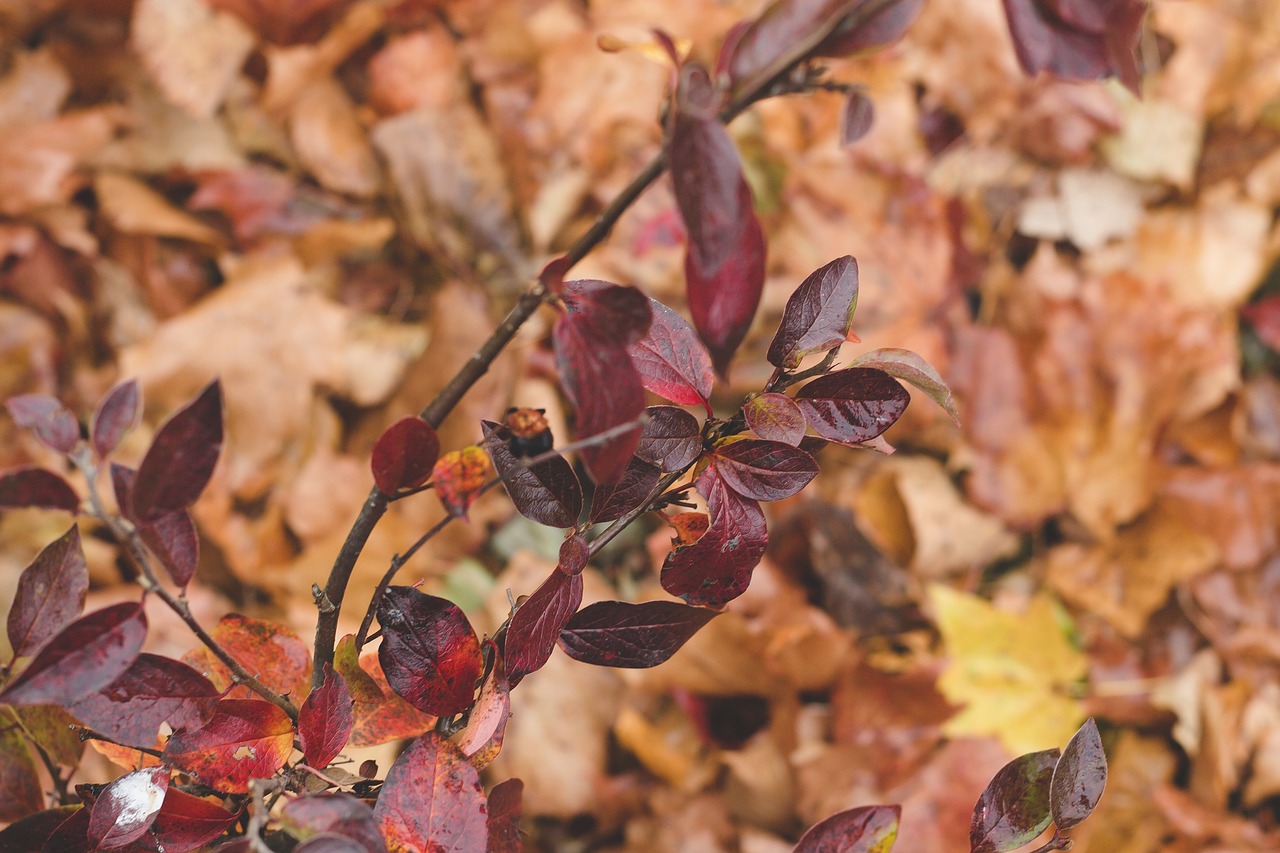 red leaves branch free photo