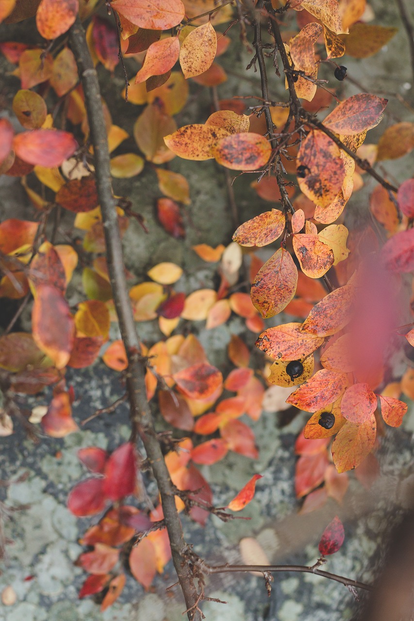 red leaves branch free photo