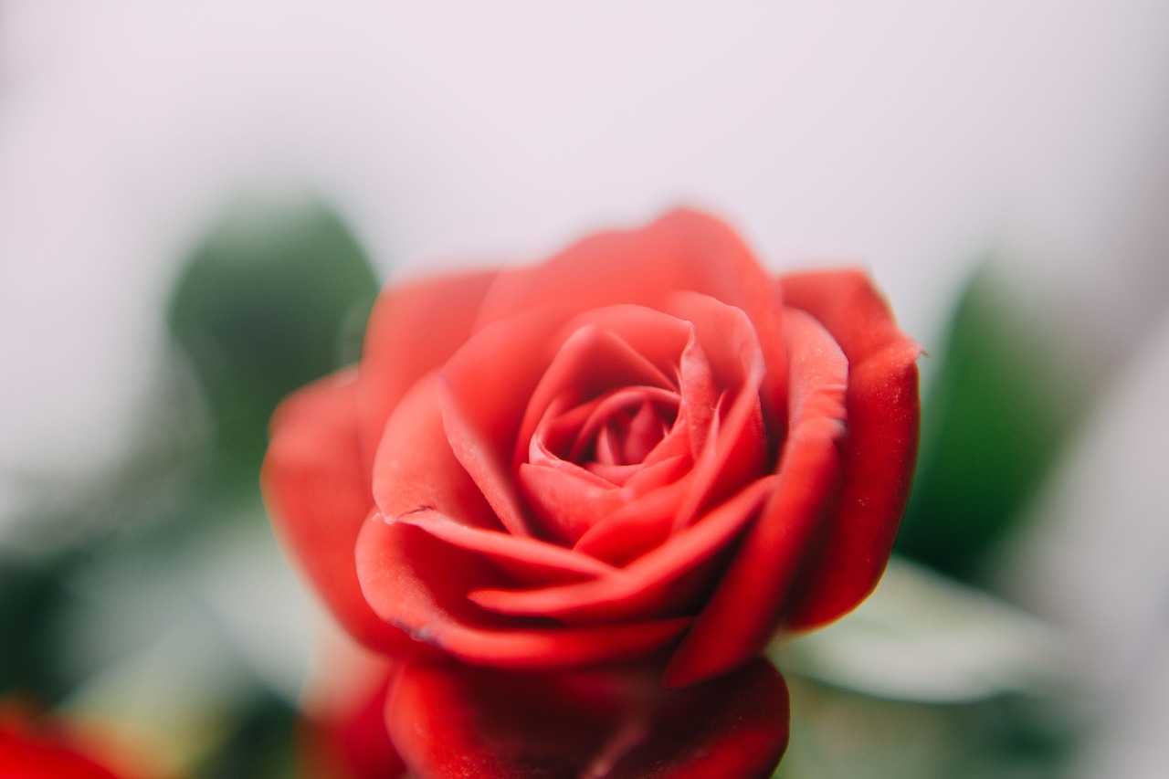 red roses petal free photo