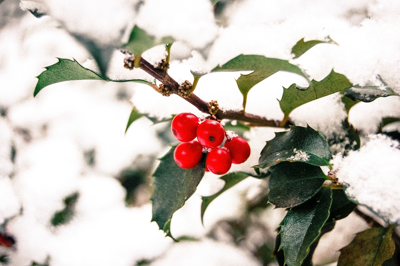 red fruit tree free photo