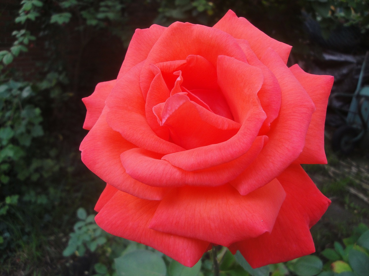 red rose bloom garden free photo