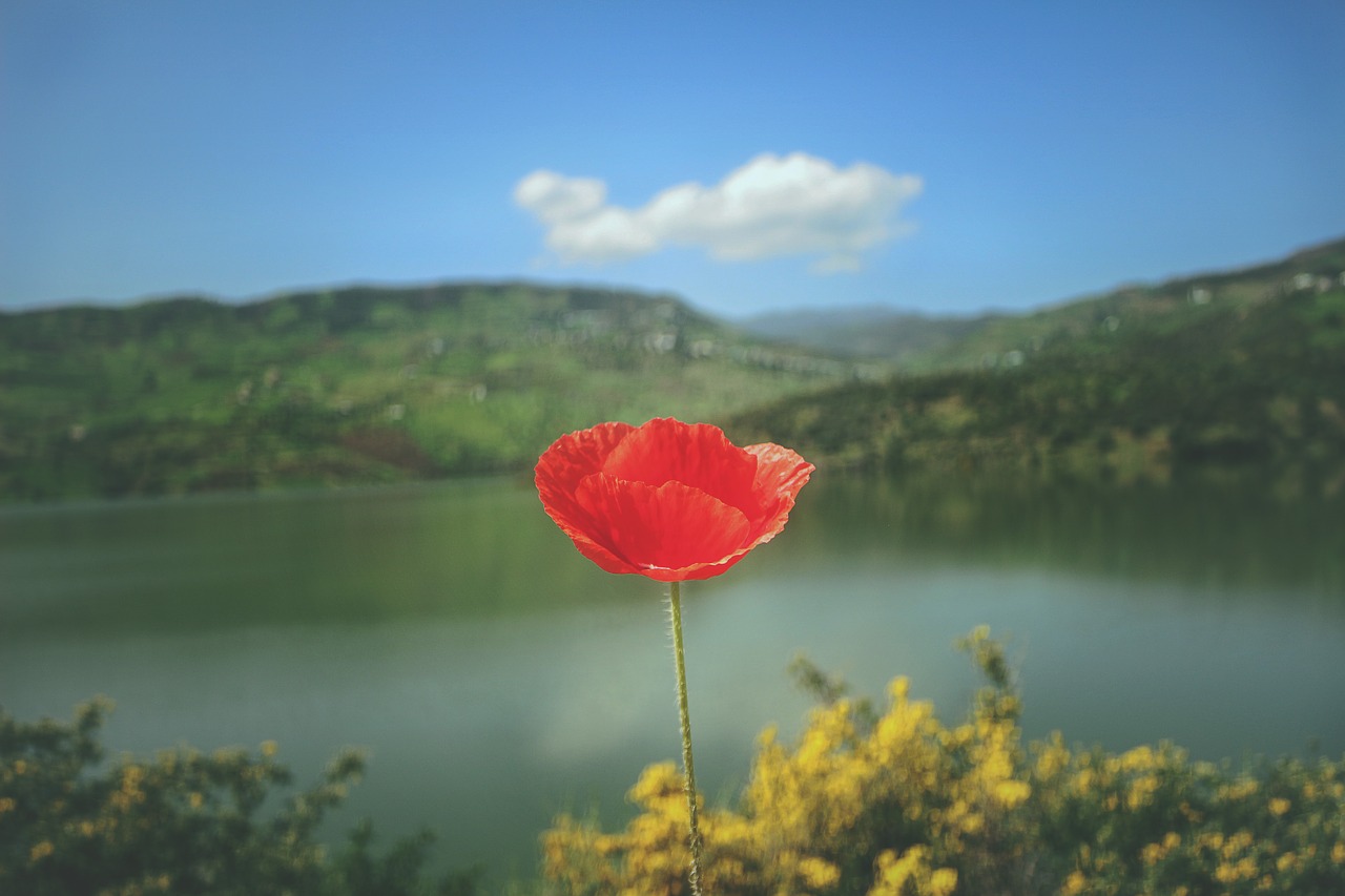 red petal flower free photo