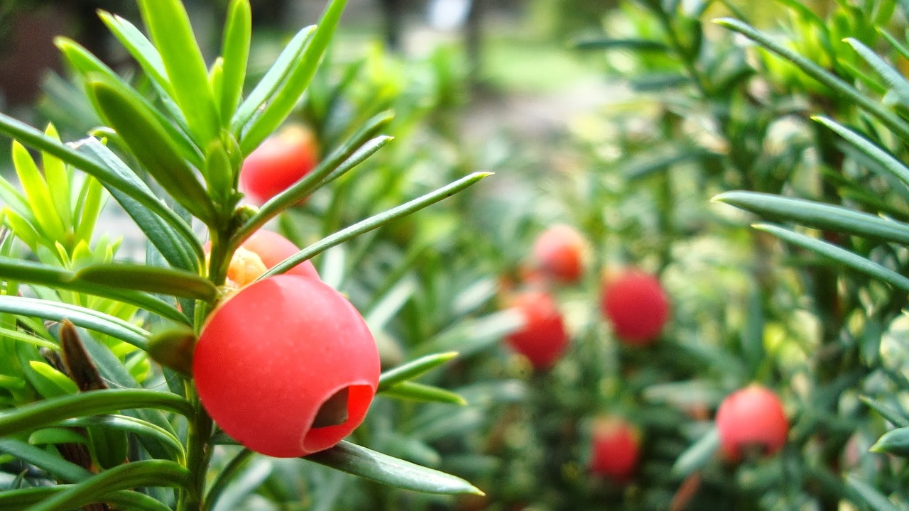 red berries fruit free photo