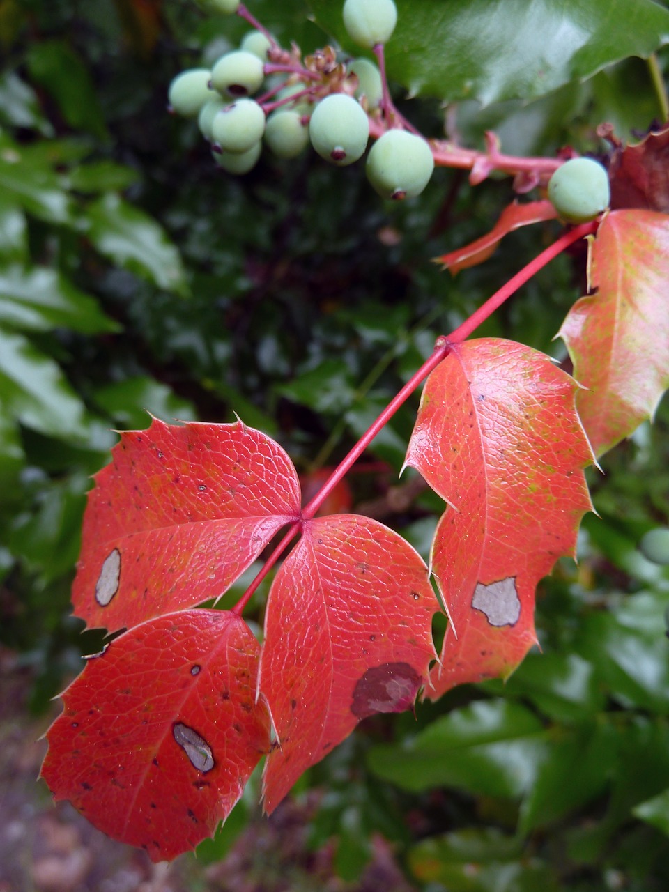 red leaves autumn free photo