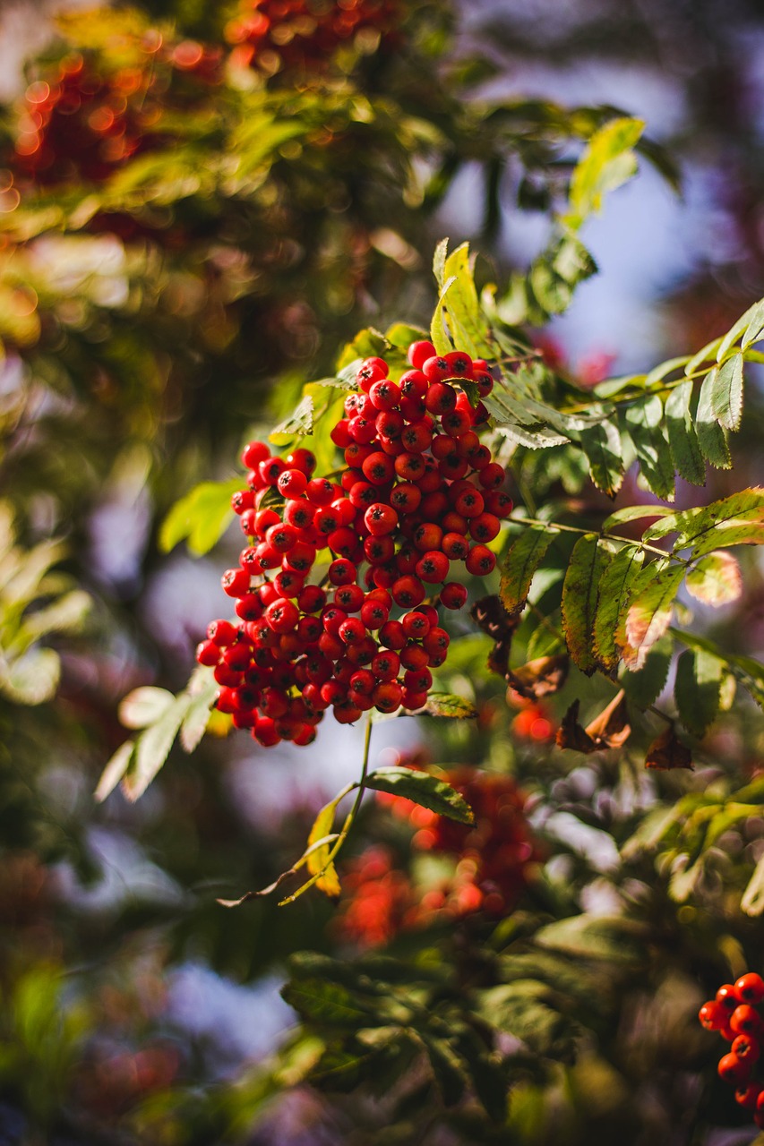 red fruit green free photo