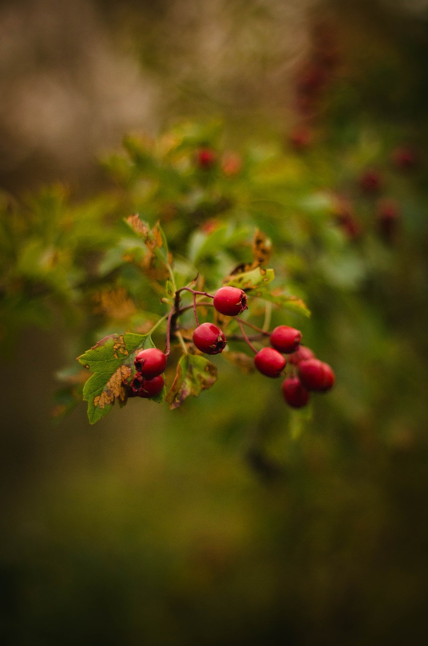 red fruit green free photo