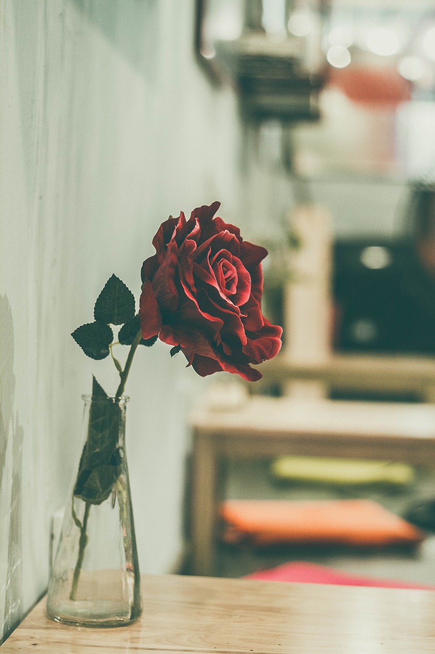 red roses flower free photo