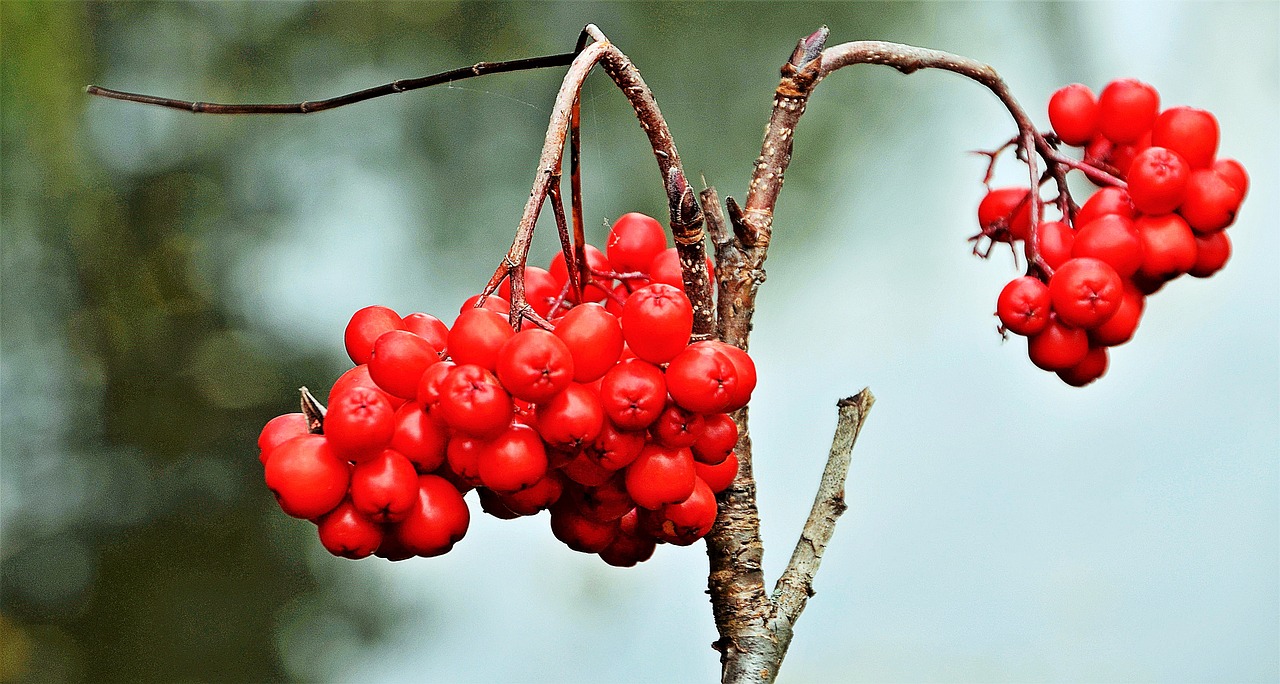 red berries berry free photo