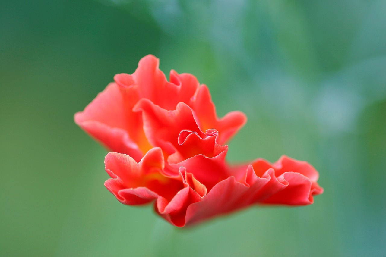 red flower garden free photo