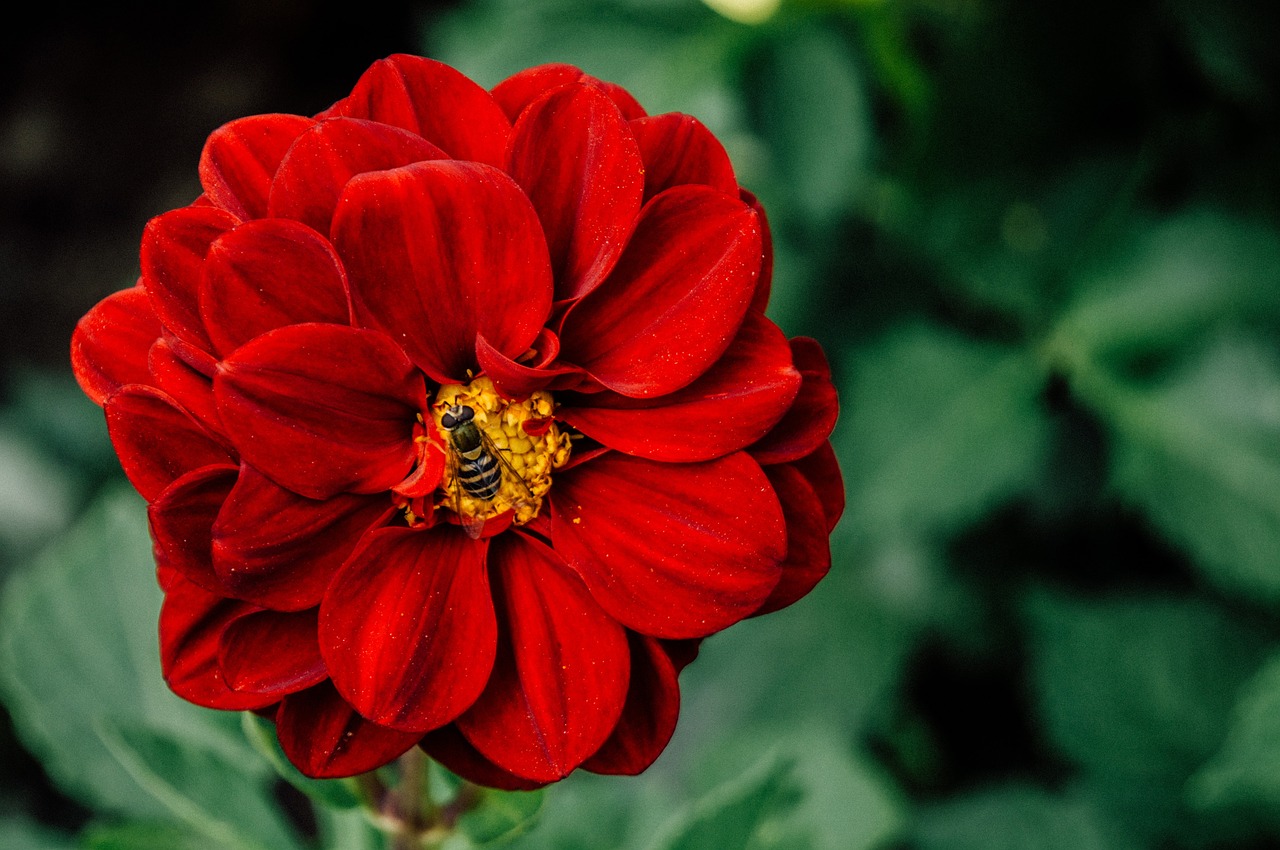 red petal flower free photo