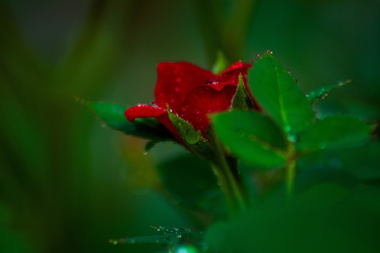 red rose petal free photo