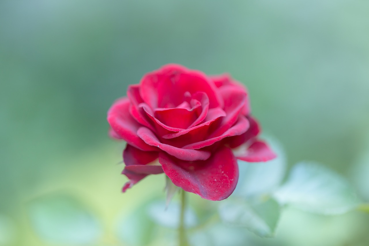 red rose petal free photo