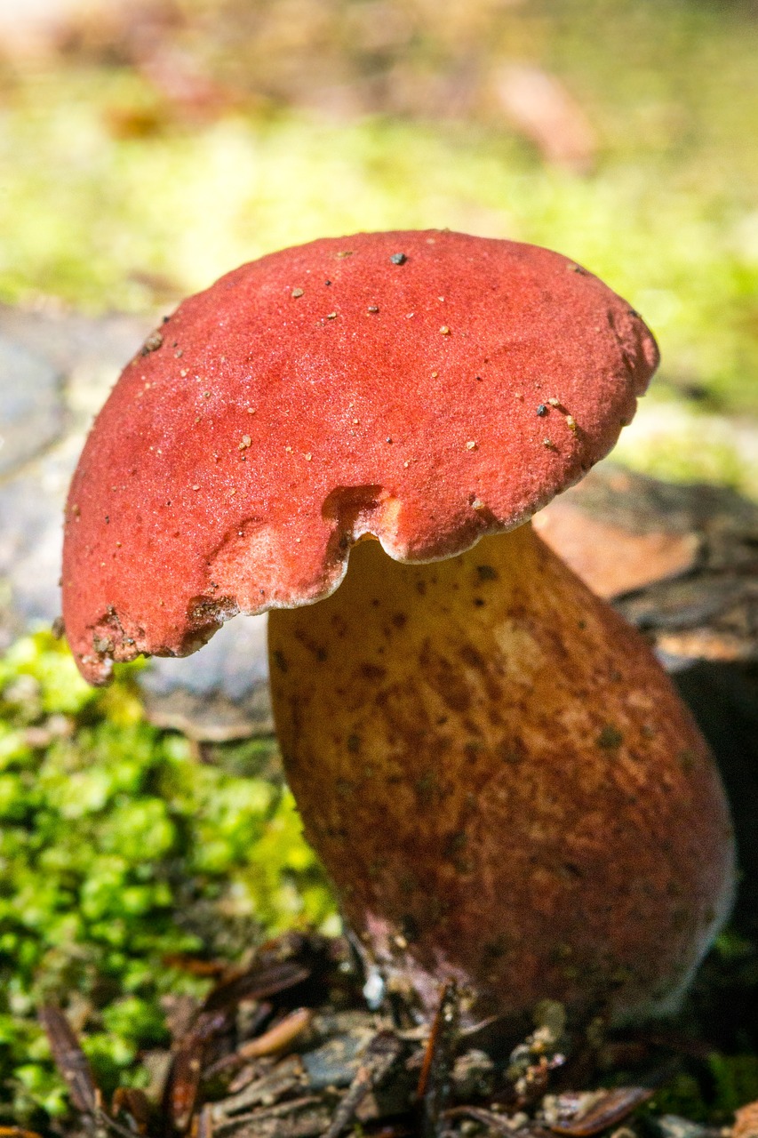 red mushroom fungus free photo