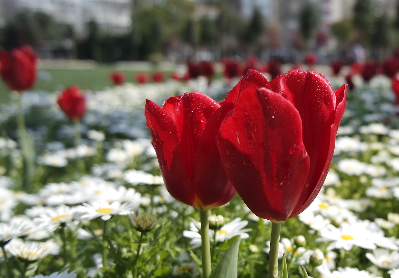 red white flowers free photo