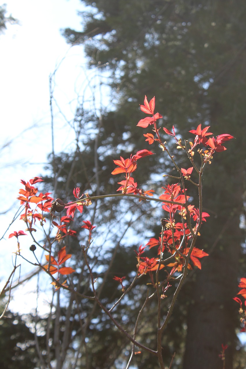 red leaf tree free photo